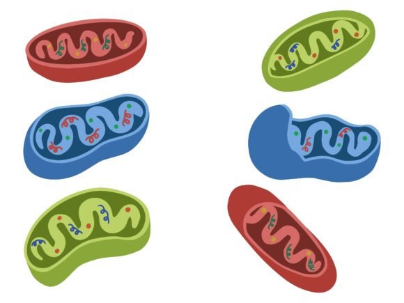 Mitochondria Cell Anatomy Illustration: A Designer's Creative Asset