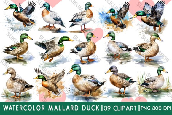 Watercolor Mallard Duck Clipart: The Versatile Asset for Nature-Inspired Projects